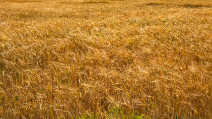 Yellow Wheat Field in full frame. Wheat field background photo