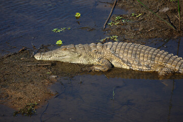 Nilkrokodil / Nile crocodile / Crocodylus niloticus