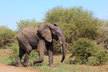 Fototapeta premium Afrikanischer Elefant / African elephant / Loxodonta africana