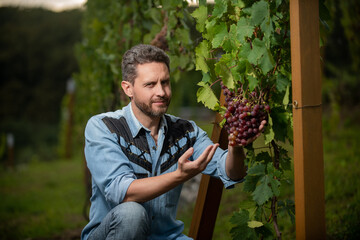 male vineyard owner. professional winegrower on grape farm. man harvester on summer harvest