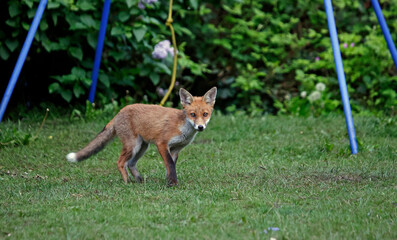 Urban fox cubs exploring the garden