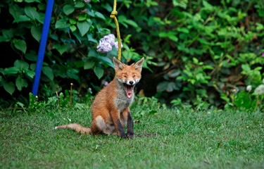 Urban fox cubs exploring the garden