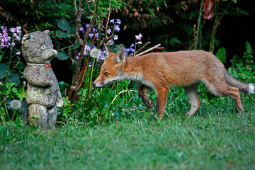Urban fox cubs exploring the garden