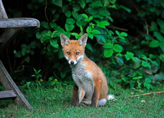 Urban fox cubs exploring the garden