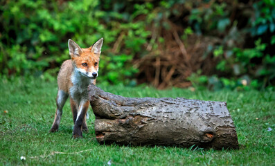 Urban fox cubs exploring the garden
