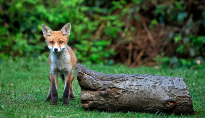 Fototapeta premium Urban fox cubs exploring the garden