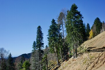 View of the southern slope of Mount Rose Peak