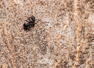 Small Black Ant made in macro photography
