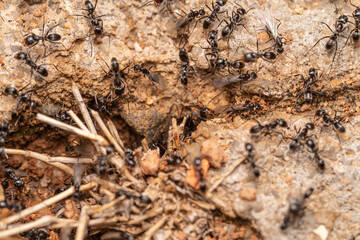 Small Black Ant made in macro photography