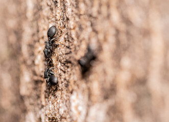 Small Black Ant made in macro photography