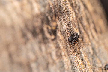Small Black Ant made in macro photography