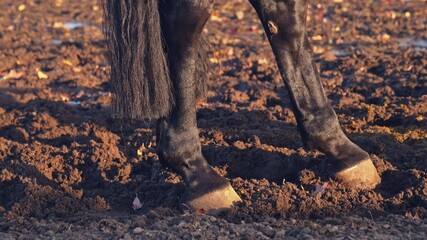 Legs and Hooves of Black Racing Stallion Horse Walking Slowly in Wet Mud on Paddock