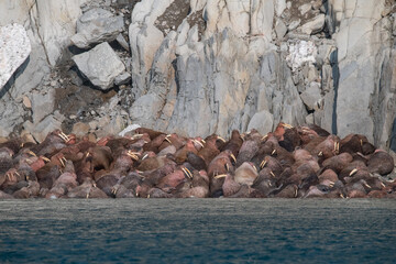 Walrus in the Arctic