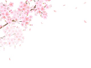Obraz na płótnie Canvas 美しく華やかな満開の桜の花と花びら舞い散る春の白バック背景ベクター素材イラスト 