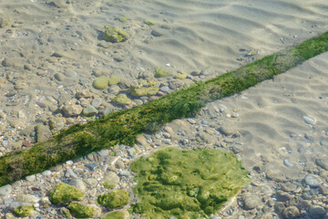 thick rope covered with seaweed underwater, on sand and stone ground. Selective Focus.