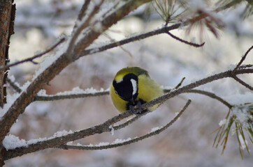 Naklejka premium Tit