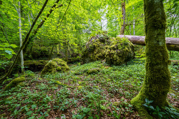 Unberührter Naturschutz Wald mit Moosigem Felsen