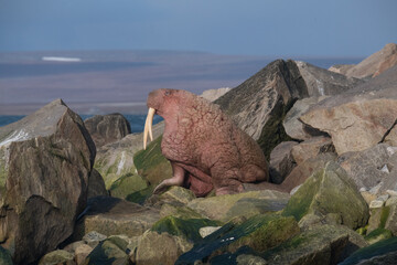 Walrus in the Arctic