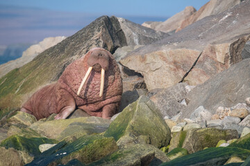 Walrus in the Arctic