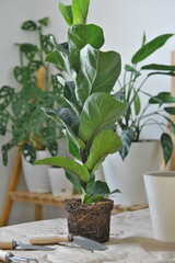 Potting home plants - ficus lyrata. Composition with the room plant, flowerpot, shovel, rake on craft paper.
