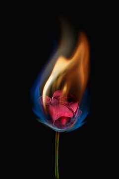 1K Burning Rose Pictures  Download Free Images on Unsplash