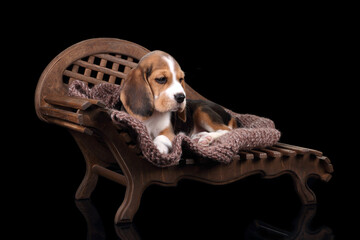 Cute little beagle puppy lying on a wooden sofa