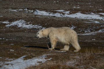 Polar bear Wrangel island