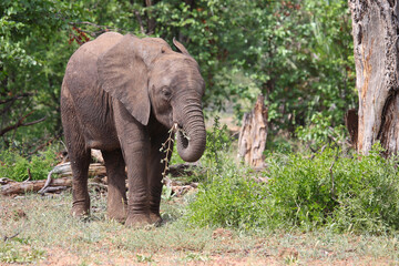 Fototapeta premium Afrikanischer Elefant / African elephant / Loxodonta africana