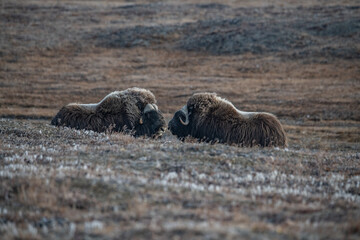 Musk ox Wrangel island Arctic