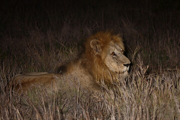 Plakat Afrikanischer Löwe / African lion / Panthera leo....