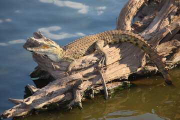 Nilkrokodil / Nile crocodile / Crocodylus niloticus..