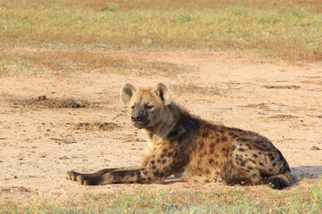 Tüpfelhyäne / Spotted hyaena / Crocuta crocuta..