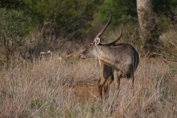 Wasserbock / Waterbuck / Kobus ellipsiprymnus