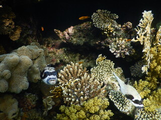 masked puffer Arothron diadematus is a pufferfish in the family Tetraodontidae View of a masked...