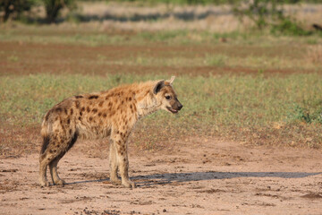 Tüpfelhyäne / Spotted hyaena / Crocuta crocuta..