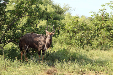 Nyala / Nyala / Tragelaphus angasii.