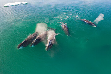 Bowhead whales in the Arctic ice fileds
