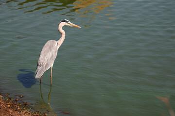 Naklejka premium Afrikanischer Graureiher / Grey heron / Ardea cinerea