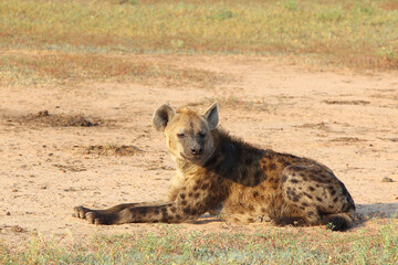 Tüpfelhyäne / Spotted hyaena / Crocuta crocuta..