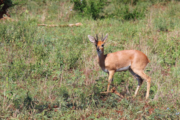 Afrikanischer Steinbock / Steenbok / Raphicerus campestris