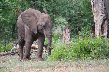 Fototapeta premium Afrikanischer Elefant / African elephant / Loxodonta africana