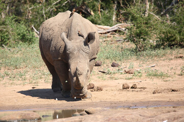 Naklejka premium Breitmaulnashorn und Rotschnabel-Madenhacker / Square-lipped rhinoceros and Red-billed oxpecker / Ceratotherium simum et Buphagus erythrorhynchus