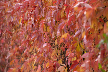 autumn leaves background