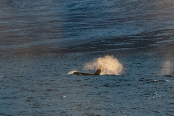 Fototapeta premium Orca