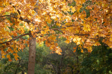 autumn leaves in the park