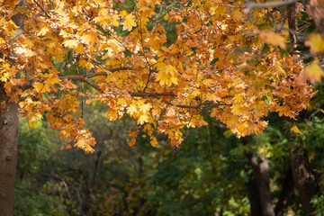 autumn leaves in the park