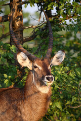 Wasserbock / Waterbuck / Kobus ellipsiprymnus