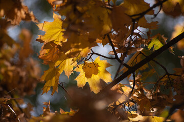 autumn leaves in the sun
