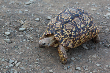 Leopardenschildkröte / Leopard tortoise / Geochelone pardalis