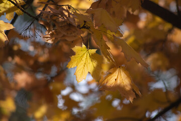 autumn leaves in the forest